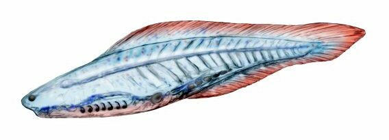 An artists rendering of the primitive vertebrate Haikouichthys.  525 million year old fossils of Haikouichthys have been recovered from the Chengjiang fauna in China.  Drawing by Nobu Tamura  - Creative Commons License